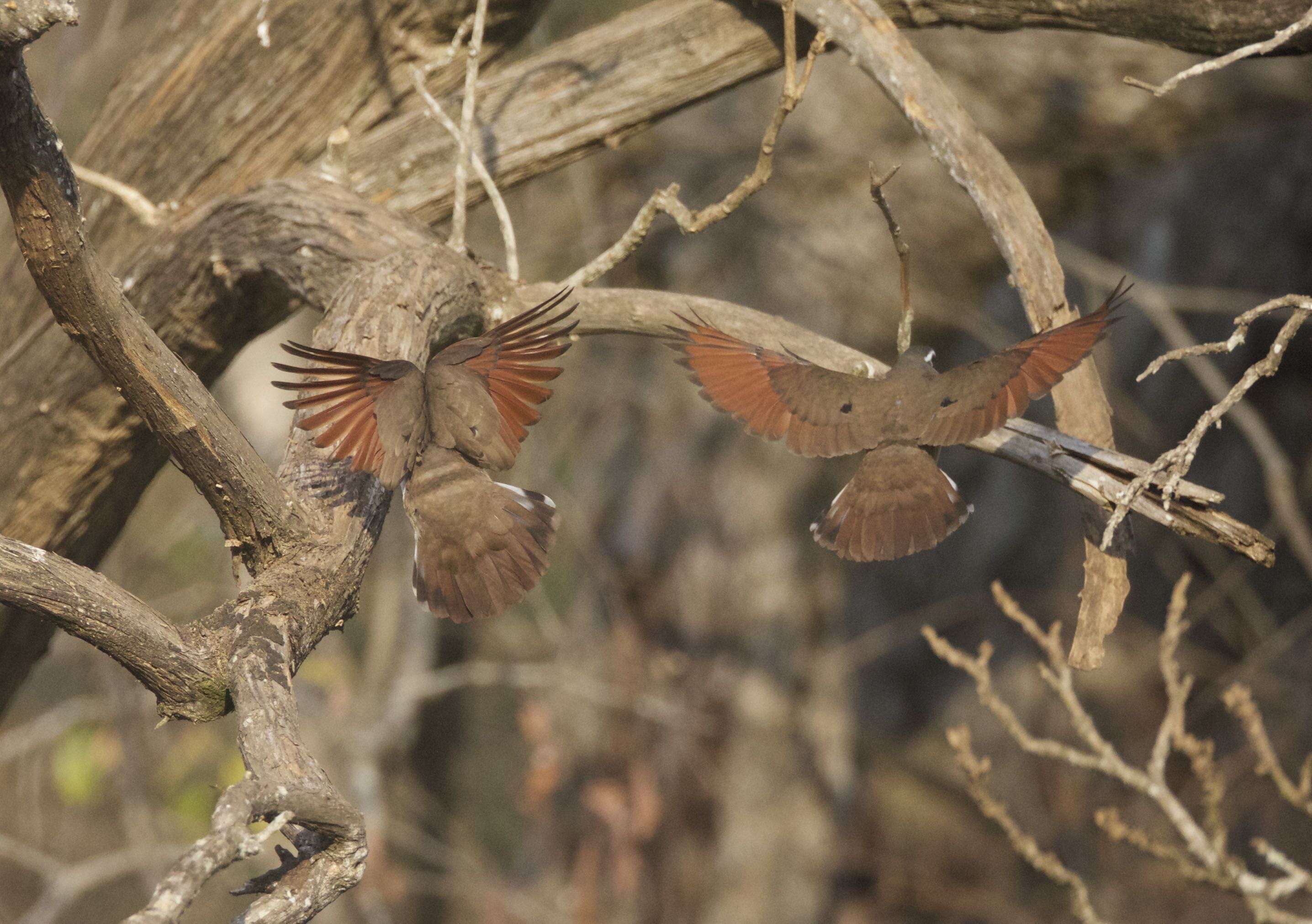 Image of Tambourine Dove