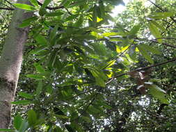 Image of Magnolia yunnanensis (Hu) Noot.