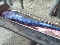 Image of Longtail knifefish