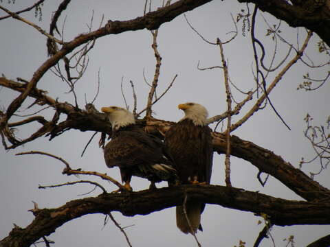 Image of Bald Eagle