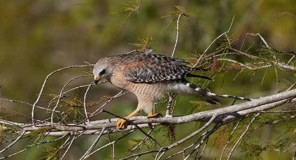 Image of Red-shouldered Hawk