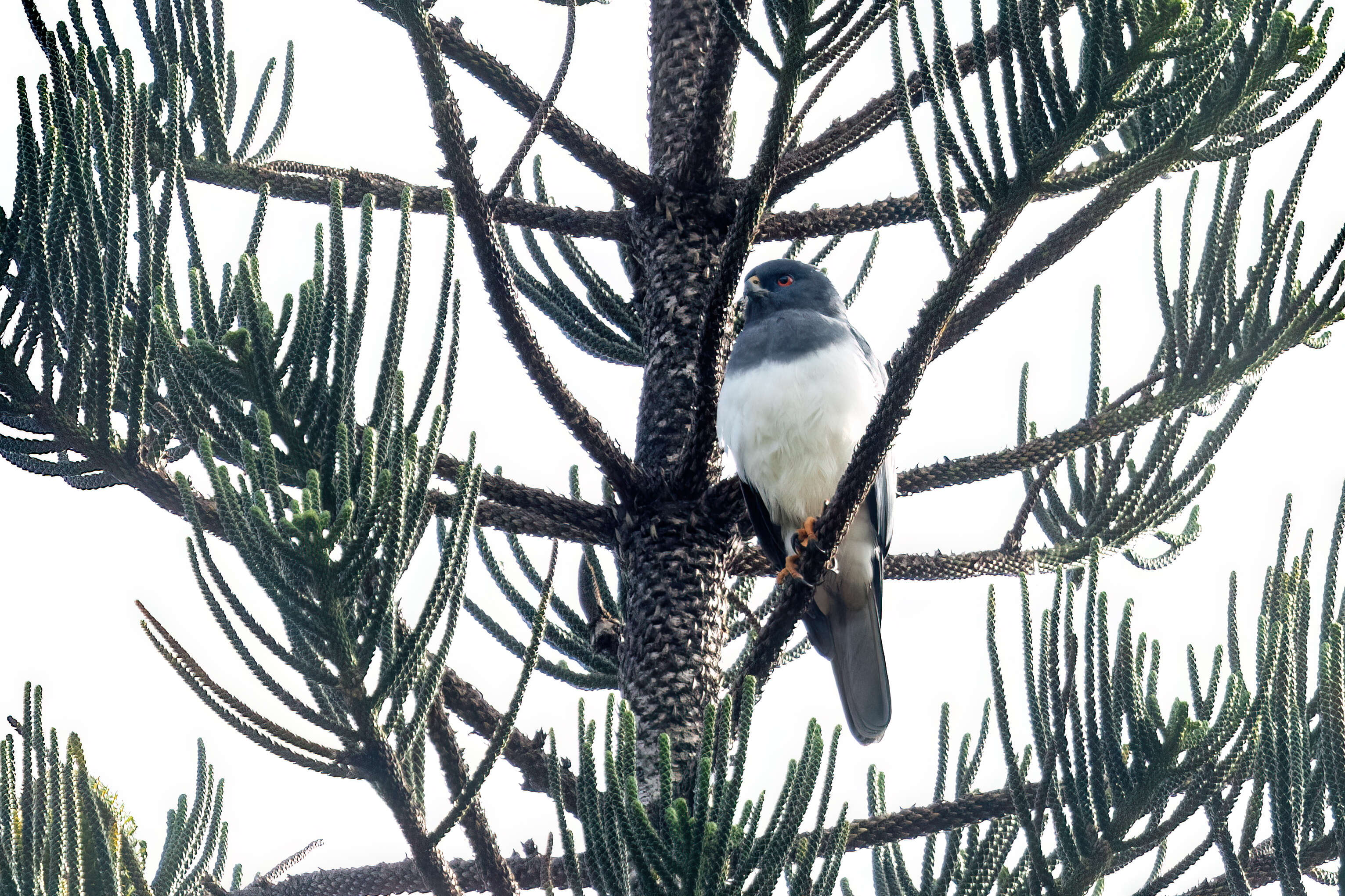 Image of White-bellied Goshawk