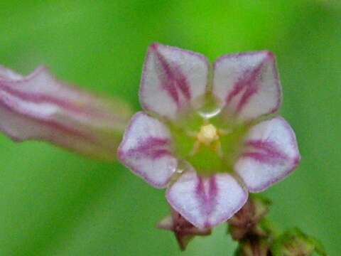 Plancia ëd Spigelia anthelmia L.