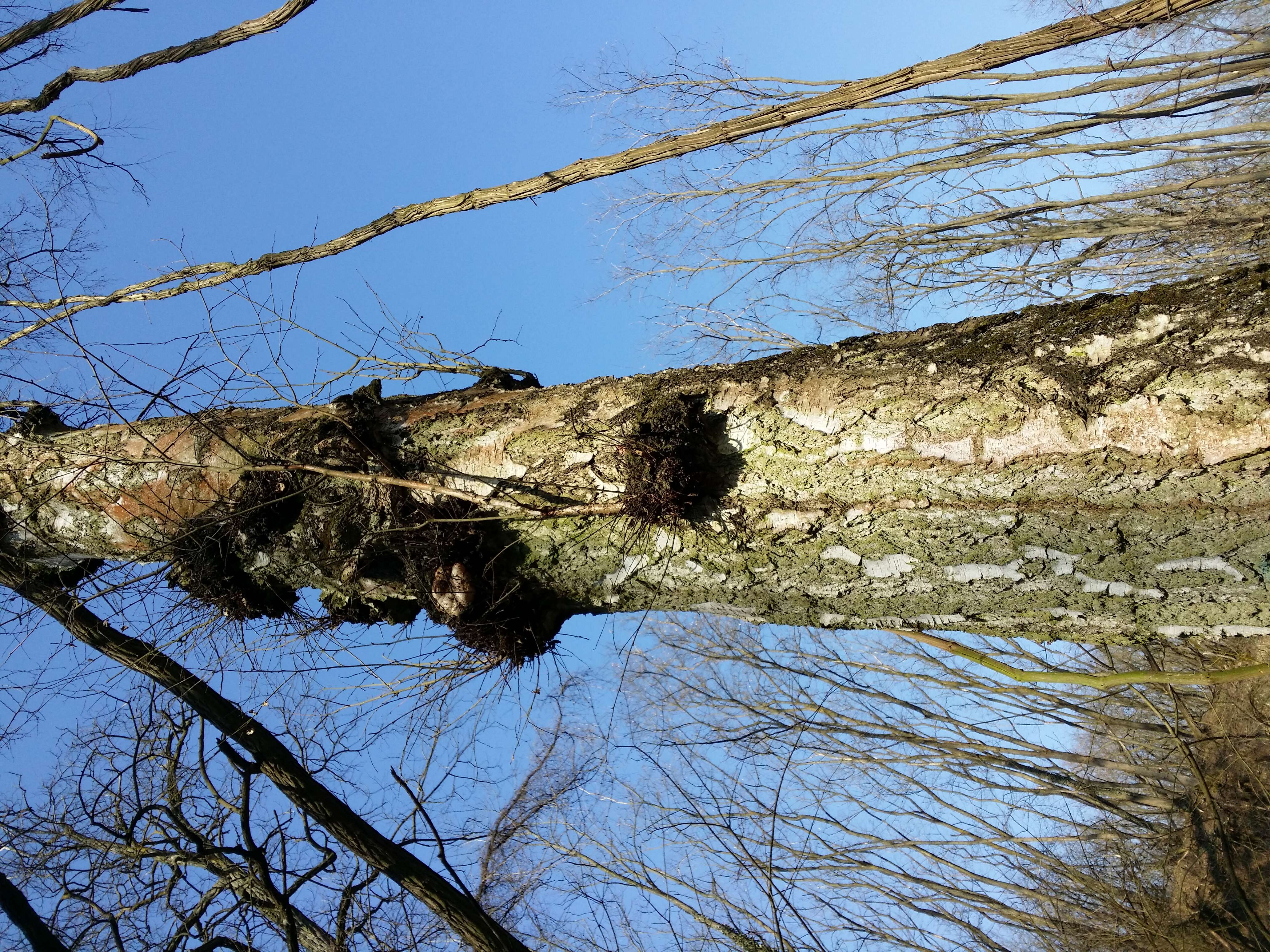 Image of Eurasian elm