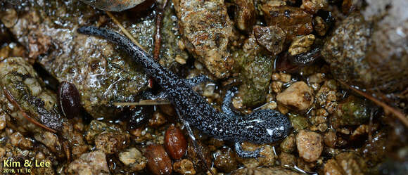 Hynobius leechii Boulenger 1887 resmi