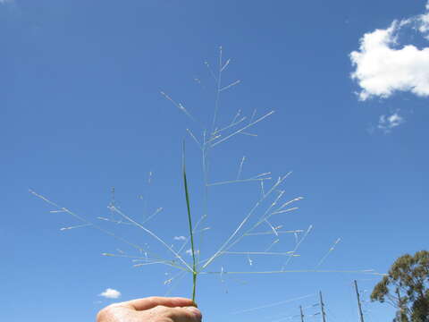 Imagem de Panicum queenslandicum Domin