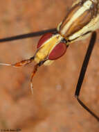 Plancia ëd Telostylinus lineolatus (Wiedemann 1830)