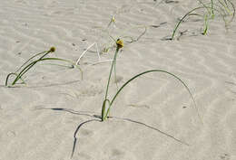 Image de Cyperus capitatus Vand.