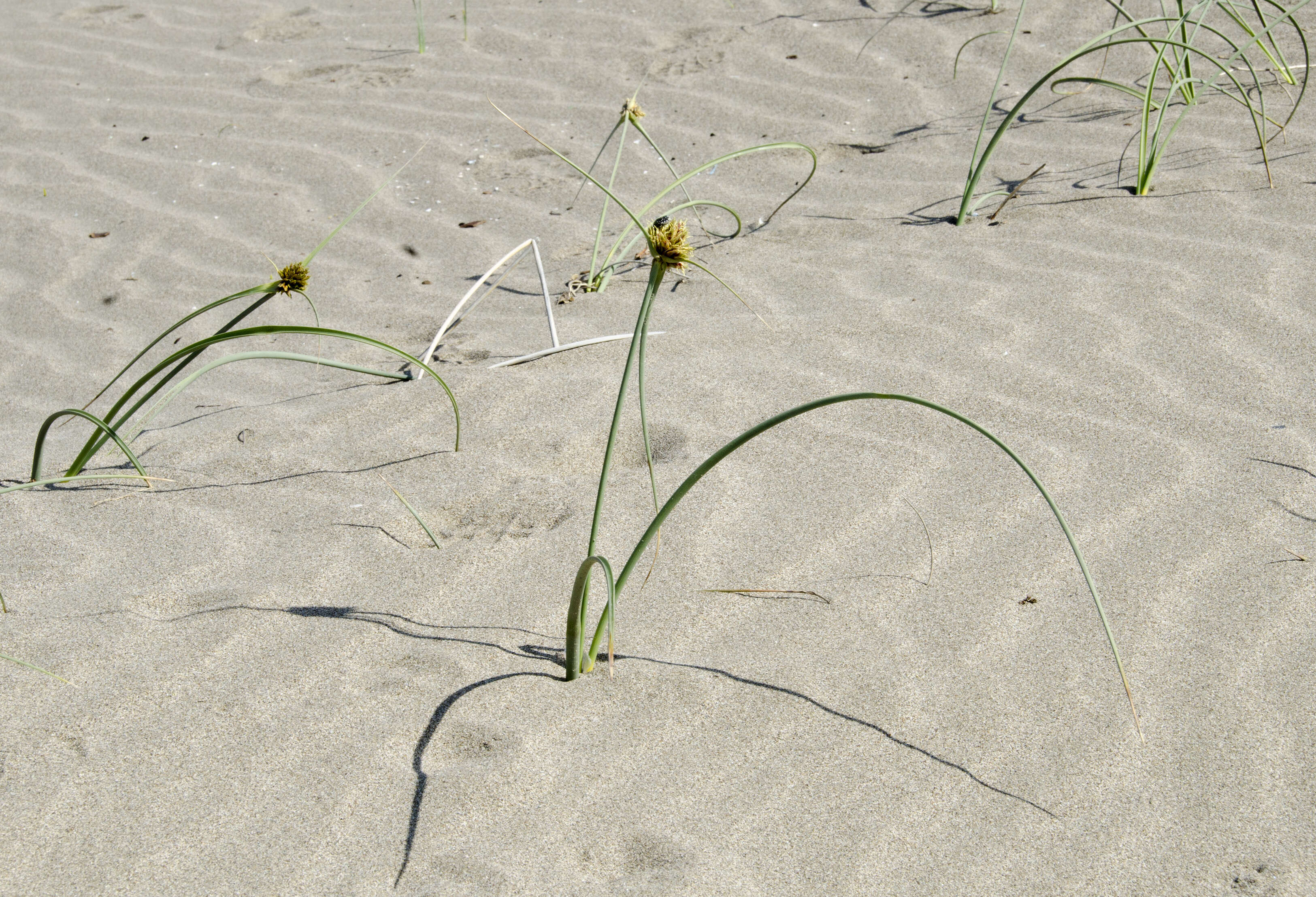 Image de Cyperus capitatus Vand.