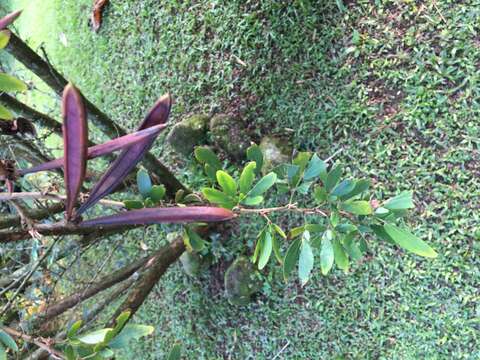 Image of Calliandra angustifolia Benth.