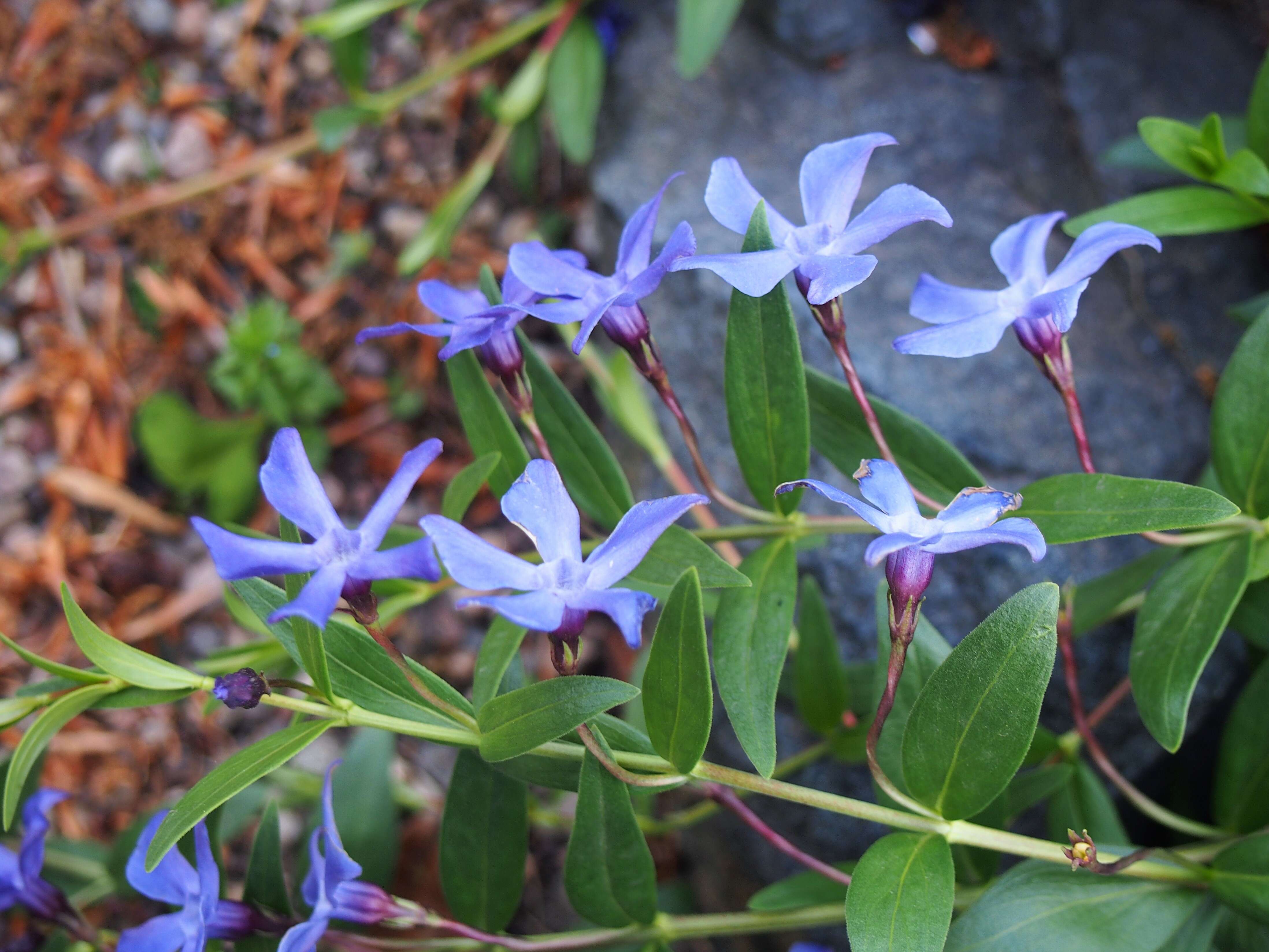 Image of herbaceous periwinkle