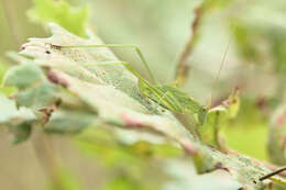 Image of sickle-bearing bush-cricket