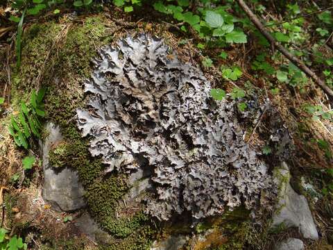 Image of Field dog-lichen;   Felt lichen