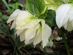 Image of Hellebore