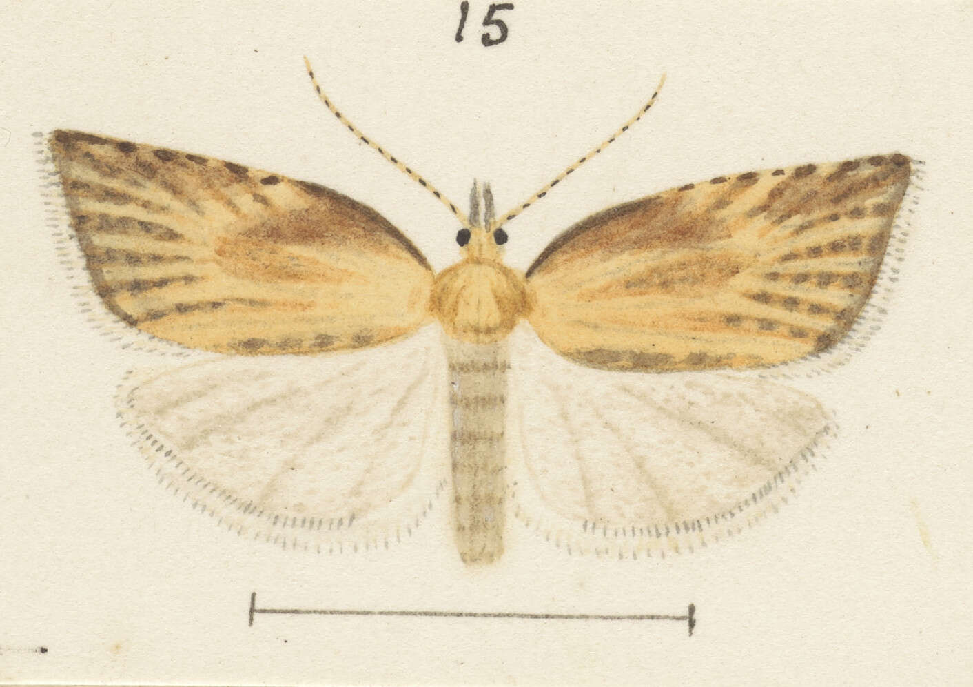 Image of Catamacta lotinana Meyrick 1882