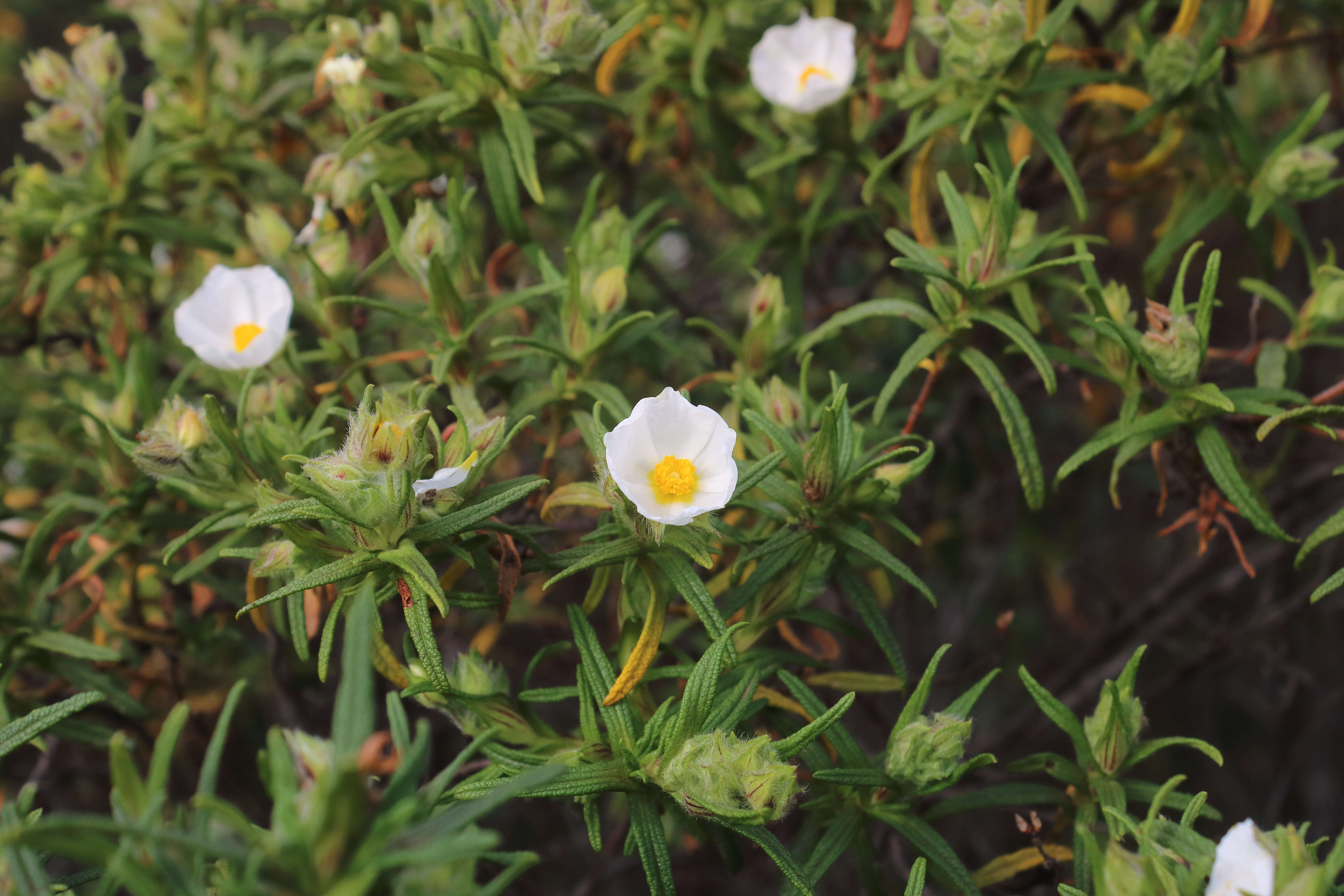 Imagem de Cistus monspeliensis L.