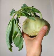 Image of kohlrabi