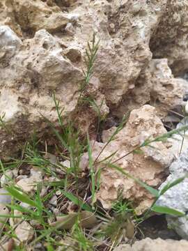 Image of fern-grass