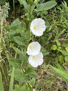 Image of Field Bindweed