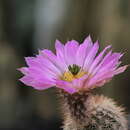 Plancia ëd Echinocereus websterianus G. E. Linds.