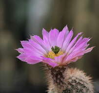 Image of Isla San Pedro Cactus