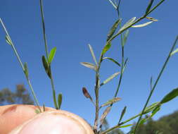 Image of French flax