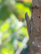 Image of Les Saines Anole