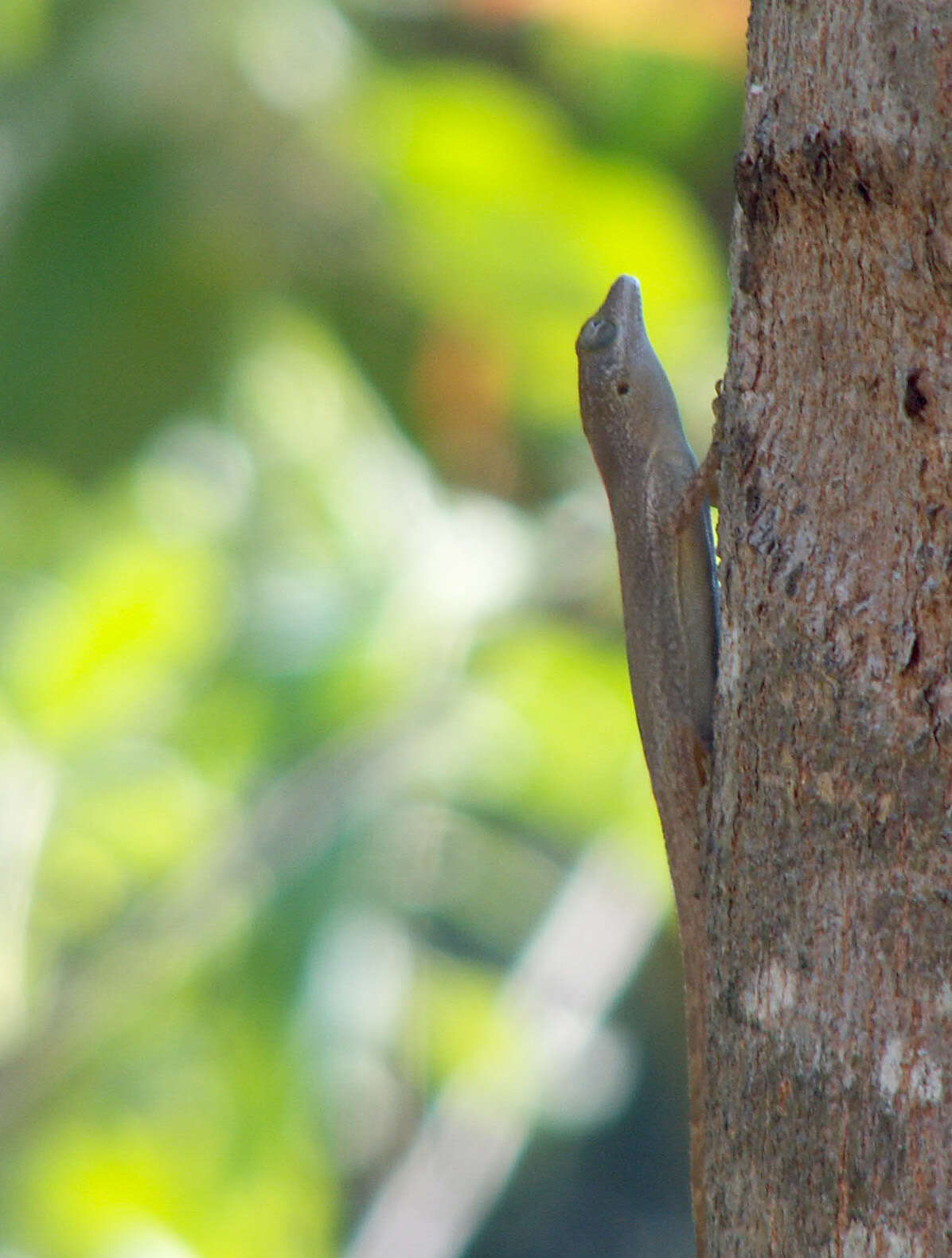 Image of Les Saines Anole