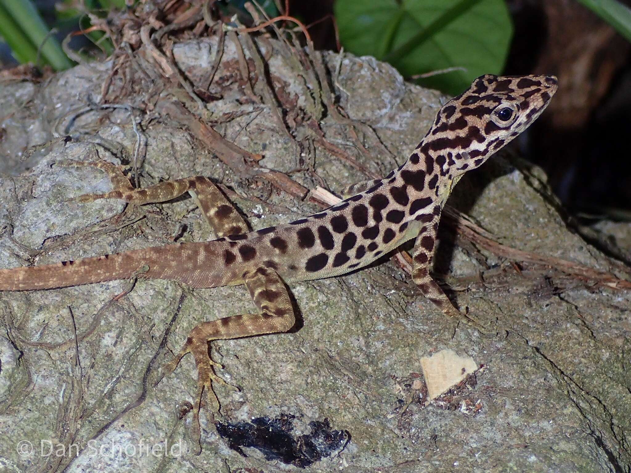 Image of Saban Anole