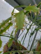 Image de Rhipsalis oblonga Loefgr.