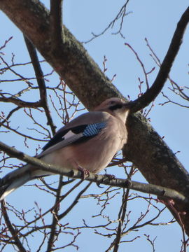 18.https www inaturalist org photos 4101979.580x360