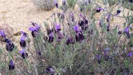 Image of French lavender