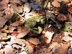 Image of Querétaro dusky rattlesnake