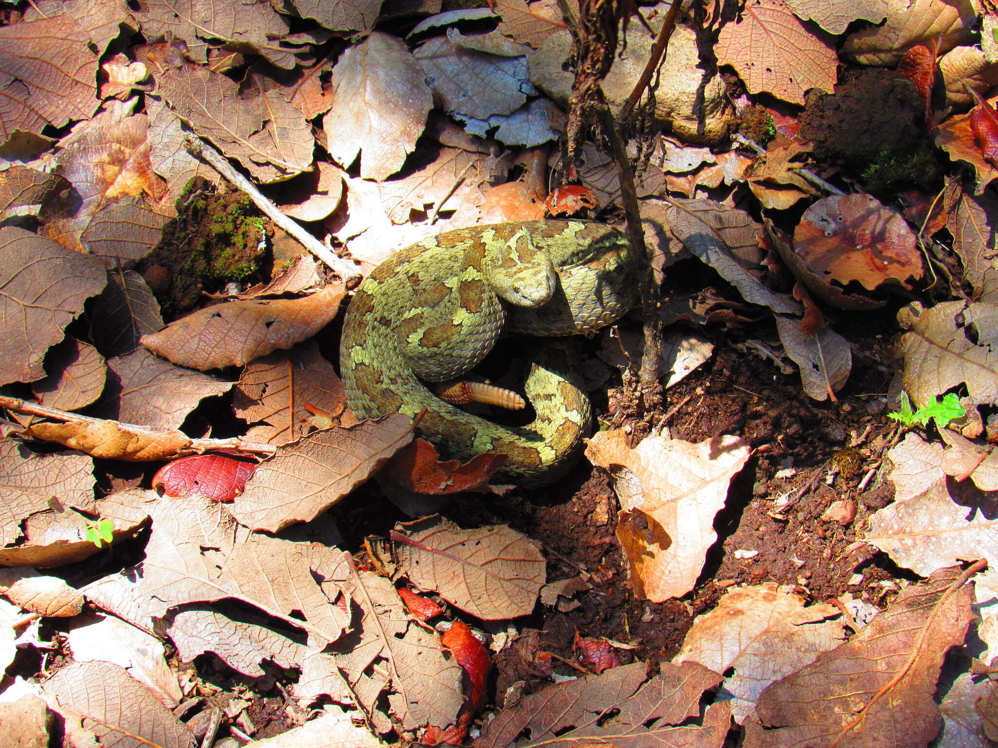 Image of Querétaro dusky rattlesnake