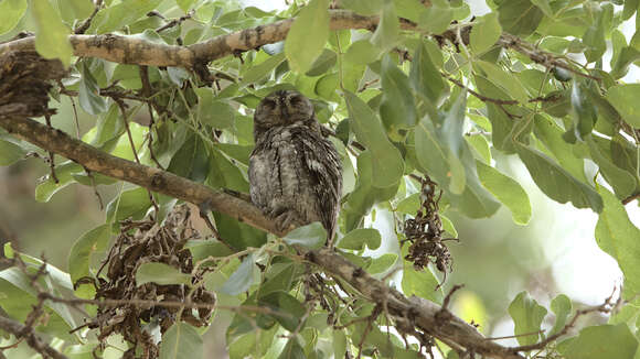 Image of African Scops Owl