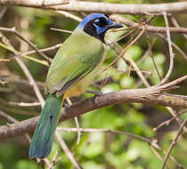 Image of Green Jay