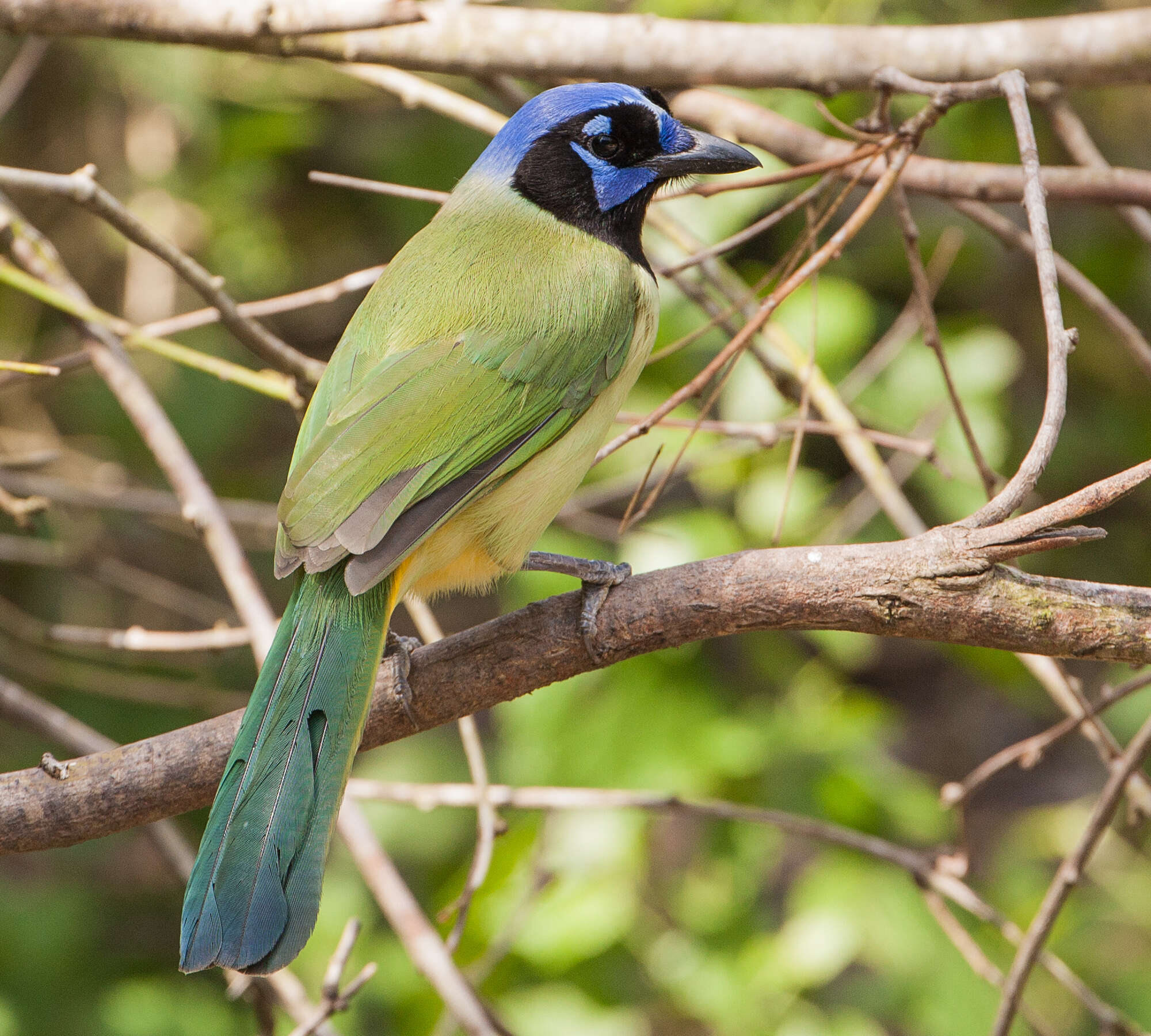 Image of Green Jay