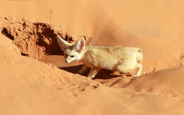 Image of Fennec Fox