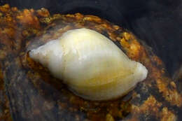 Image of dog whelks