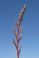 Image of fern-grass