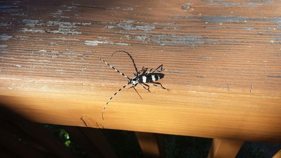 18.https www inaturalist org photos 4105108.580x360