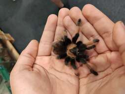 Image of Mexican Fireleg Tarantula