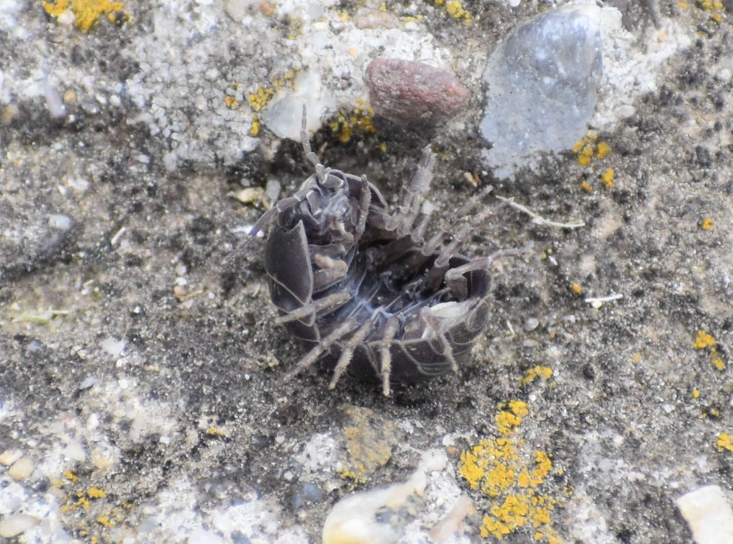 Image of Pill woodlouse