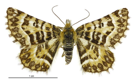 Image of Dasyuris transaurea