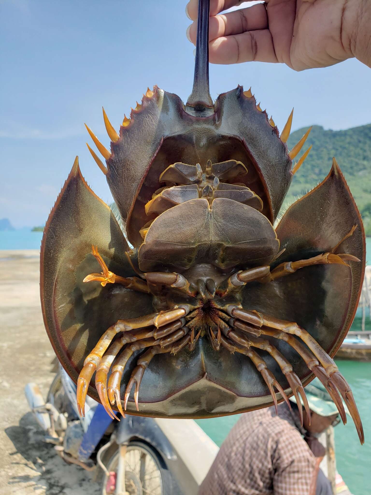 Image of Horseshoe Crab