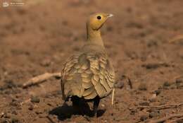 Image of Chestnut-bellied Sandgrouse