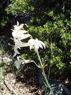 Image of <i>Lilium washingtonianum</i>