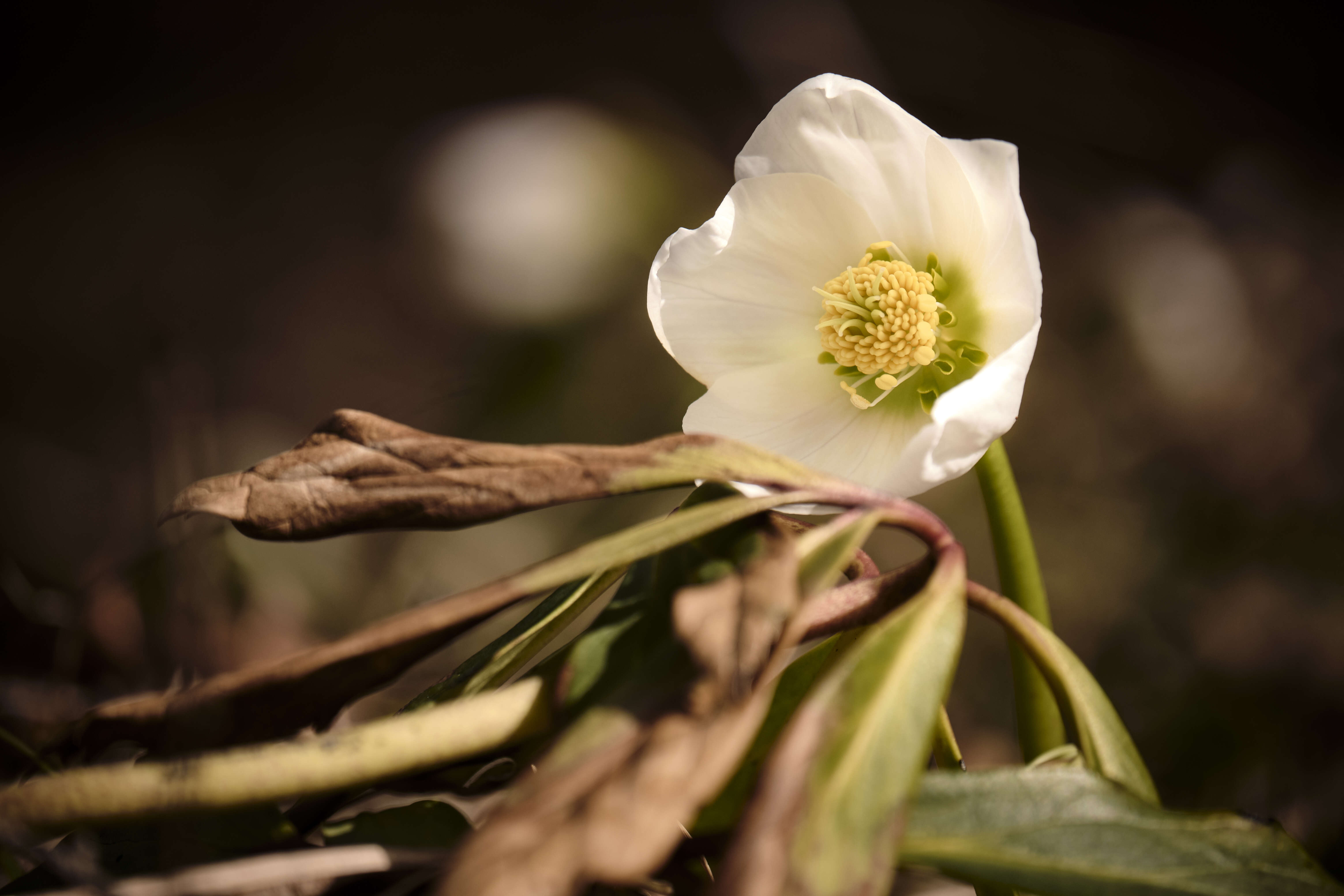 Image of Hellebore