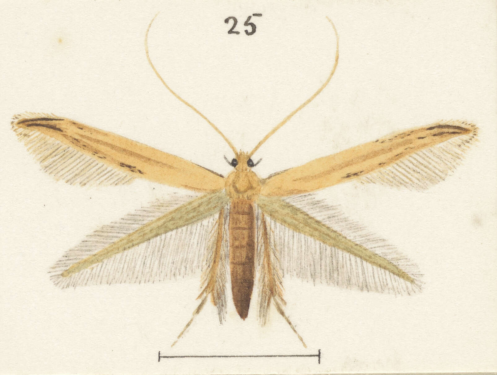 Image of Amphixystis hapsimacha Meyrick 1901