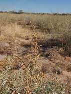 Image of Golden Goosefoot